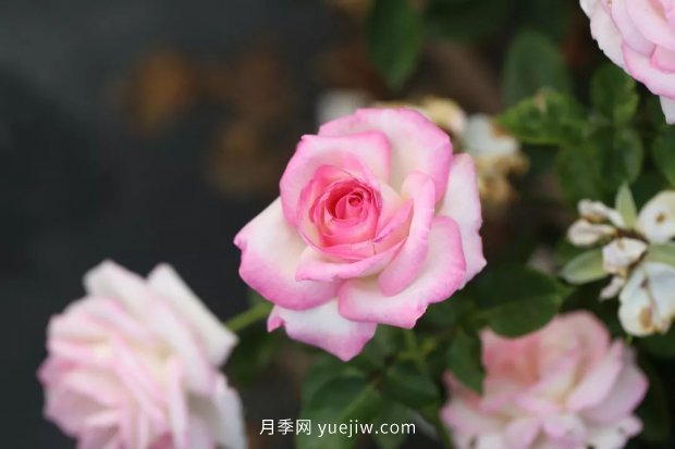 新手必備9個大花月季經(jīng)典品種，不可錯過的美人(圖1)