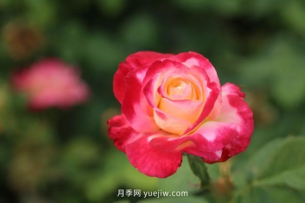 新手必備9個大花月季經(jīng)典品種，不可錯過的美人(圖3)