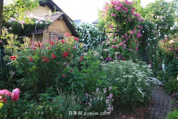 藤本月季憑一己之力撐起了整個(gè)花園的顏值，簡(jiǎn)直太美了(圖6)
