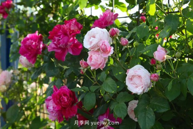 藤本月季憑一己之力撐起了整個(gè)花園的顏值，簡(jiǎn)直太美了(圖12)