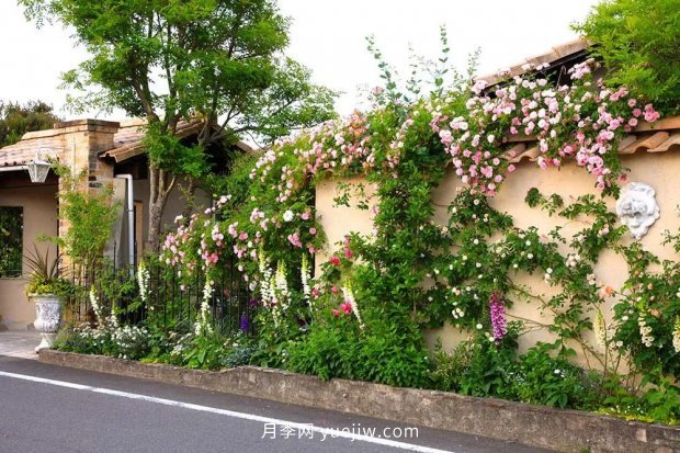 藤本月季憑一己之力撐起了整個(gè)花園的顏值，簡(jiǎn)直太美了(圖1)
