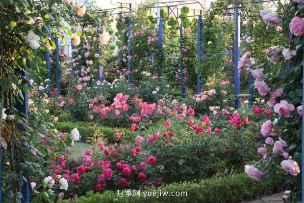 藤本月季憑一己之力撐起了整個(gè)花園的顏值，簡(jiǎn)直太美了(圖9)