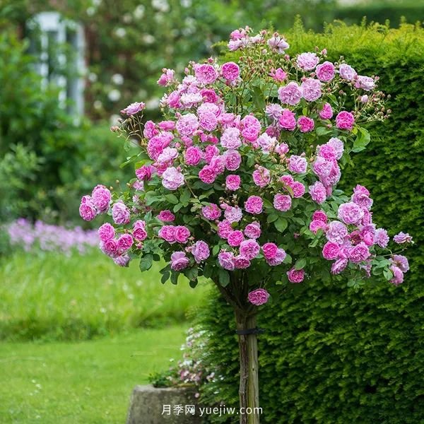 藤本月季憑一己之力撐起了整個(gè)花園的顏值，簡(jiǎn)直太美了(圖13)