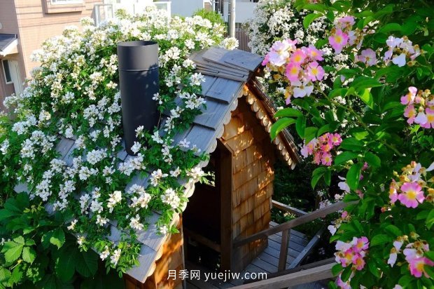 藤本月季憑一己之力撐起了整個(gè)花園的顏值，簡(jiǎn)直太美了(圖8)