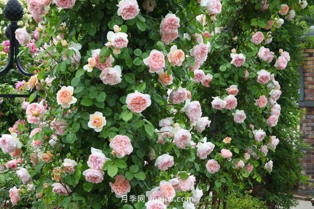 藤本月季憑一己之力撐起了整個(gè)花園的顏值，簡(jiǎn)直太美了(圖2)