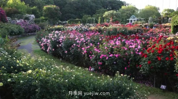 藤本月季憑一己之力撐起了整個(gè)花園的顏值，簡(jiǎn)直太美了(圖11)