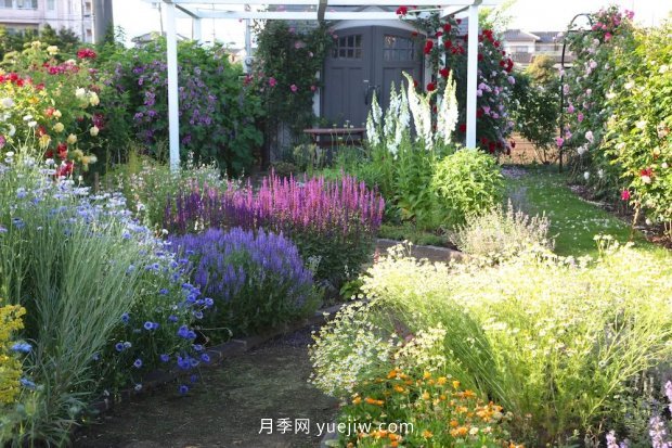 藤本月季憑一己之力撐起了整個(gè)花園的顏值，簡(jiǎn)直太美了(圖10)