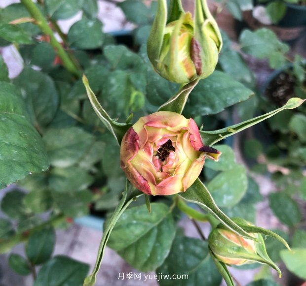 月季花的花苞打不開是怎么回事？(圖1)