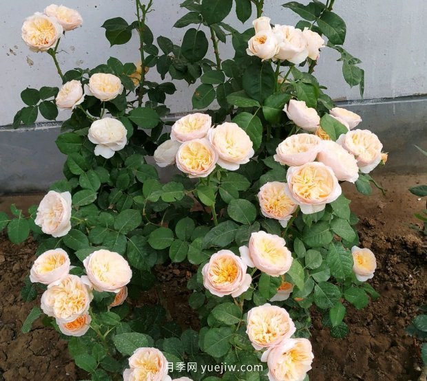 月季花的花苞打不開是怎么回事？(圖2)