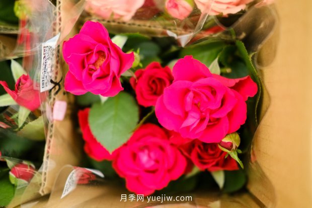 14個月季品種推薦，看一眼就中毒(圖5)