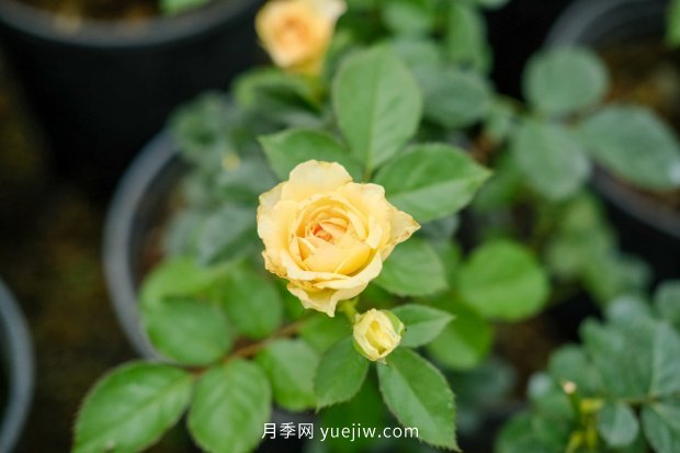 14個月季品種推薦，看一眼就中毒(圖3)