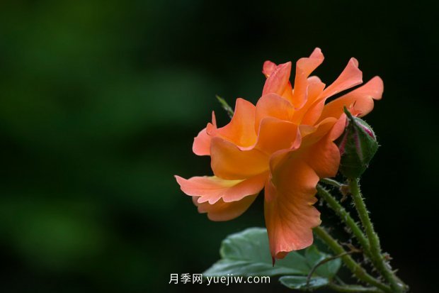 14個月季品種推薦，看一眼就中毒(圖12)