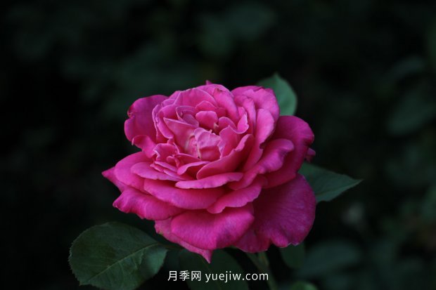 14個月季品種推薦，看一眼就中毒(圖10)