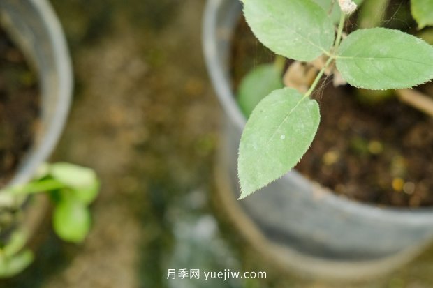 14個月季品種推薦，看一眼就中毒(圖13)