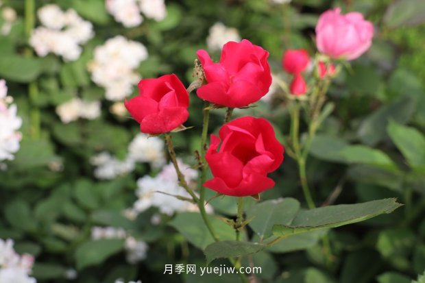 14個月季品種推薦，看一眼就中毒(圖6)