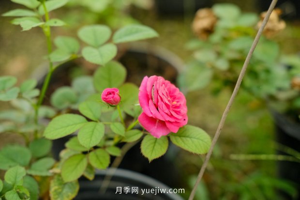 14個月季品種推薦，看一眼就中毒(圖7)