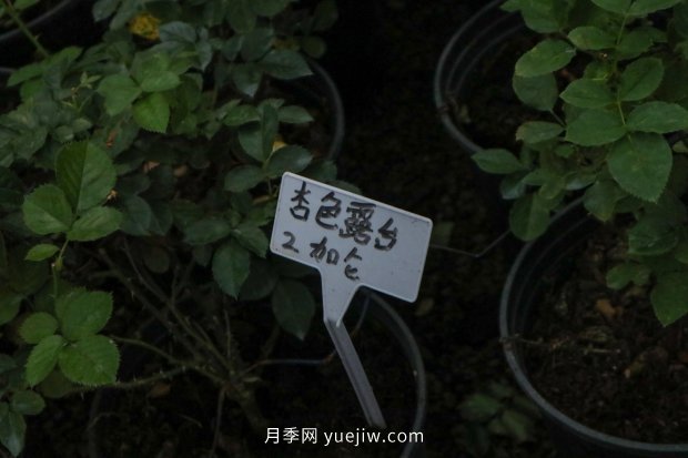 14個月季品種推薦，看一眼就中毒(圖11)