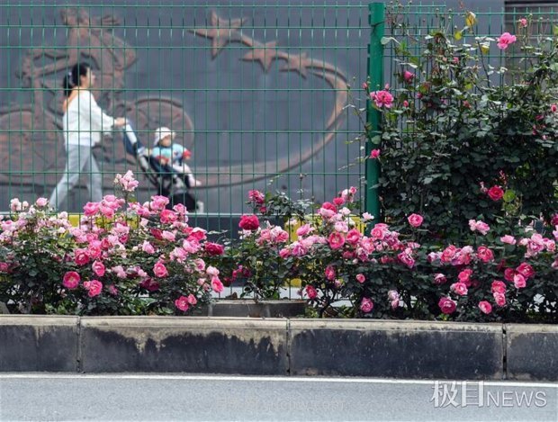 早開5天，武漢月季提前步入花海檔期(圖5)