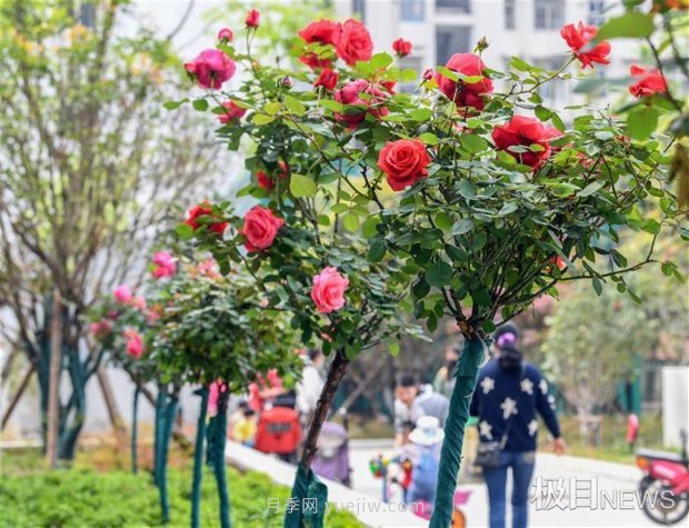 早開5天，武漢月季提前步入花海檔期(圖4)