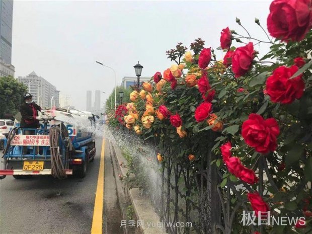 早開5天，武漢月季提前步入花海檔期(圖2)