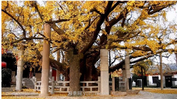 哪些珍貴的樹種沒有被園林行業(yè)注意到？(圖2)