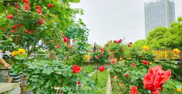四月盛放的月季時間，湖北宜昌給你的專屬浪漫花園(圖6)