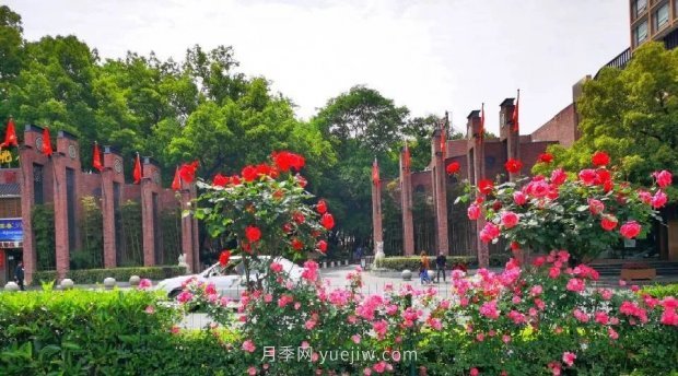 四月盛放的月季時間，湖北宜昌給你的專屬浪漫花園(圖5)