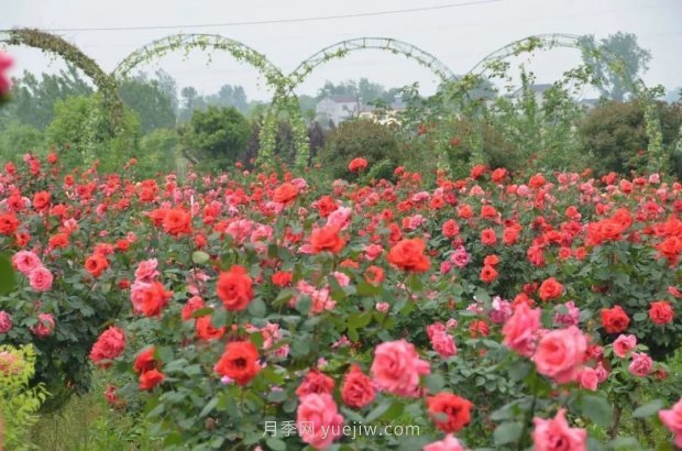 四月盛放的月季時間，湖北宜昌給你的專屬浪漫花園(圖8)