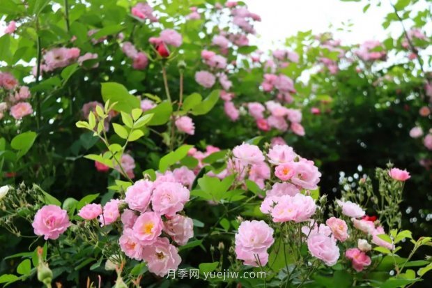 四月盛放的月季時間，湖北宜昌給你的專屬浪漫花園(圖12)