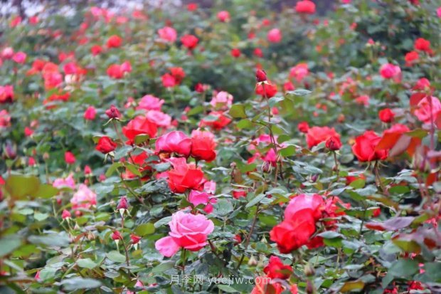 四月盛放的月季時間，湖北宜昌給你的專屬浪漫花園(圖2)