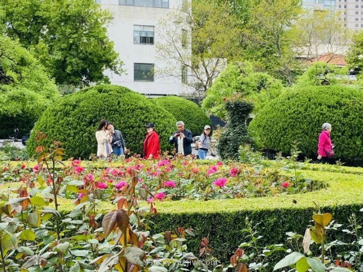 上海復興公園月季園，月季花開獻給市民的視覺盛宴(圖4)