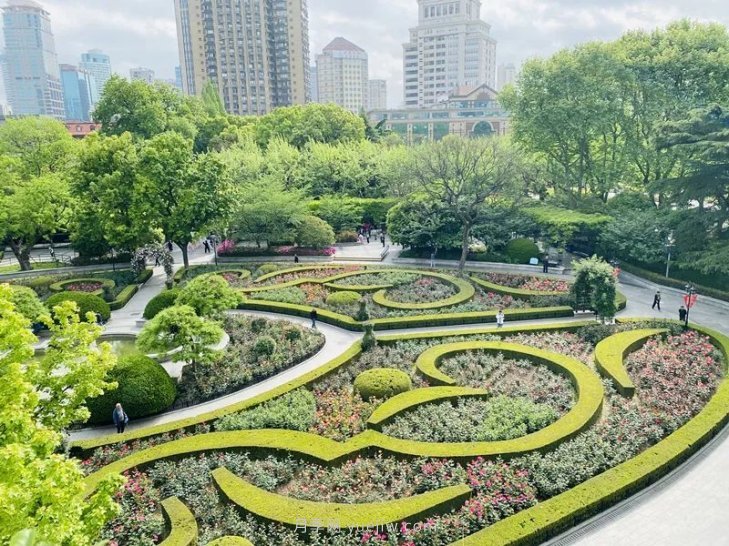 上海復興公園月季園，月季花開獻給市民的視覺盛宴(圖2)