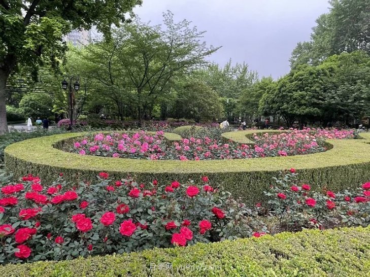 上海復興公園月季園，月季花開獻給市民的視覺盛宴(圖1)