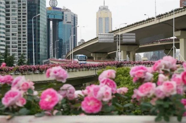 上海城市高架變“花路”，這些月季進入盛花期啦！(圖2)