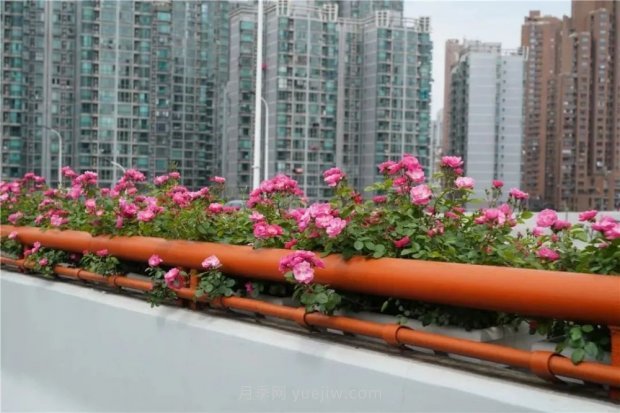 上海城市高架變“花路”，這些月季進入盛花期啦！(圖4)