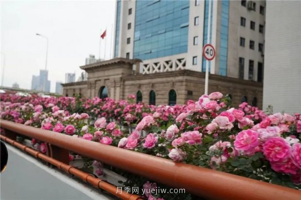 上海城市高架變“花路”，這些月季進入盛花期啦！(圖3)