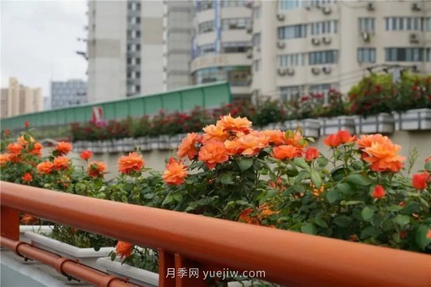 上海城市高架變“花路”，這些月季進入盛花期啦！(圖5)