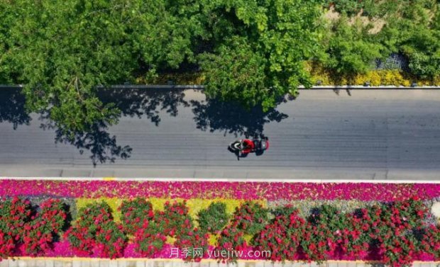 2185萬株市花月季盛開！請叫鄭州“月季花城”(圖6)