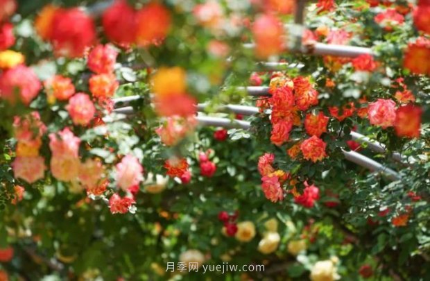 2185萬株市花月季盛開！請叫鄭州“月季花城”(圖4)