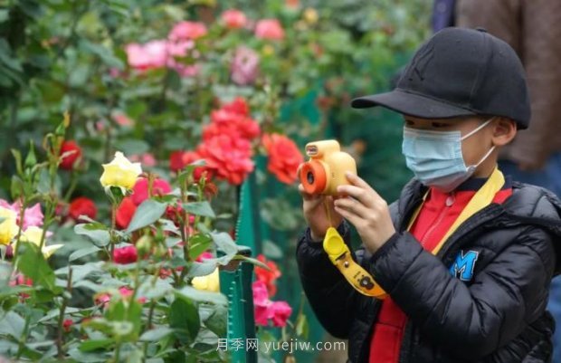 2185萬株市花月季盛開！請叫鄭州“月季花城”(圖1)