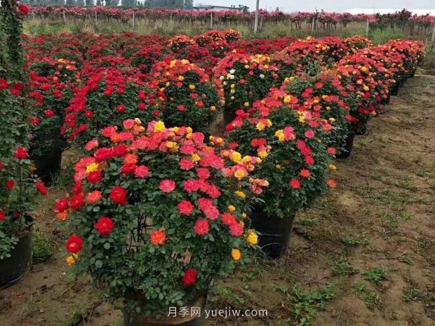 這6類苗木不論規(guī)格大小，市場行情都很好(圖2)