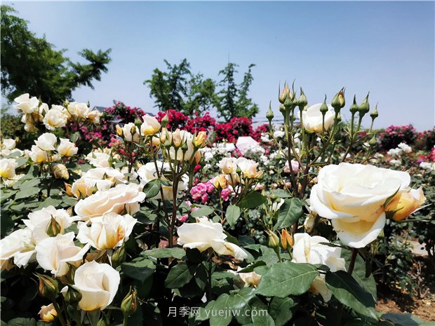 5月賞月季花，不可錯過南陽月季博覽園的美景(圖3)