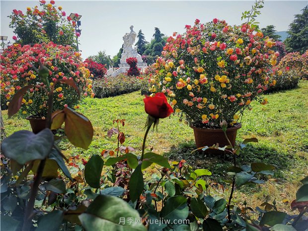 5月賞月季花，不可錯過南陽月季博覽園的美景(圖2)