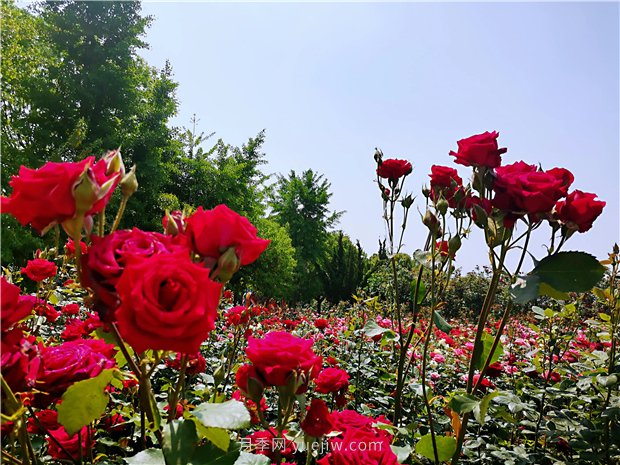 5月賞月季花，不可錯過南陽月季博覽園的美景(圖4)