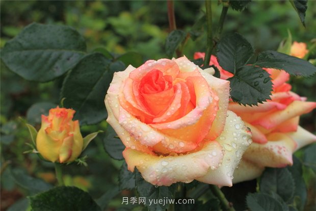月季花開(kāi)盡芬芳，大美南陽(yáng)顯輝煌(圖1)