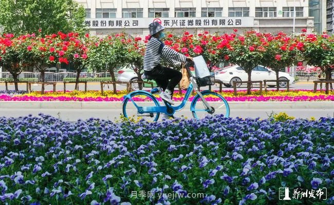 月季花開滿城，***美鄭州五月天（圖冊）(圖3)