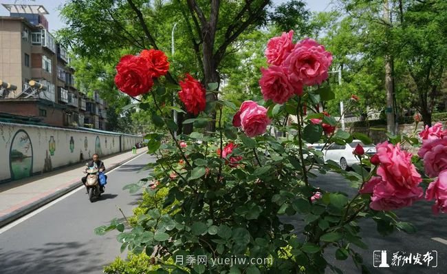 月季花開滿城，***美鄭州五月天（圖冊）(圖6)