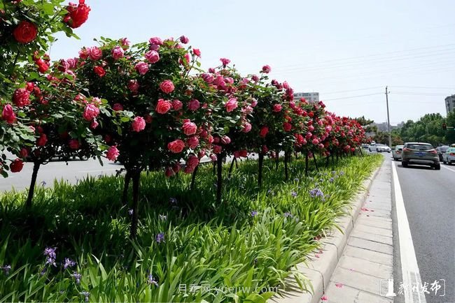 月季花開滿城，***美鄭州五月天（圖冊）(圖7)