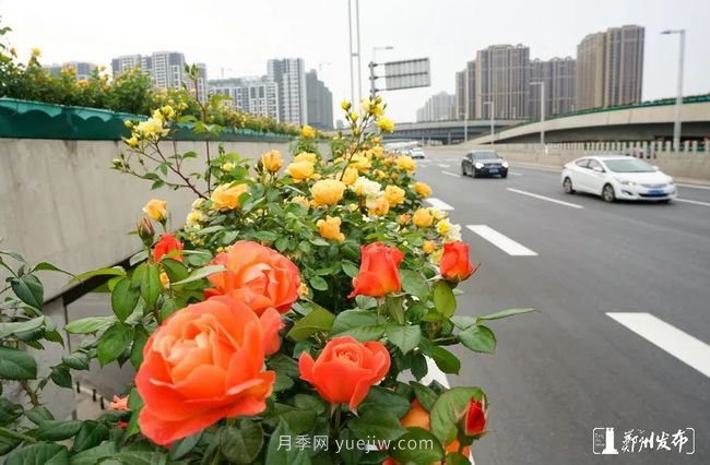 月季花開滿城，***美鄭州五月天（圖冊）(圖8)