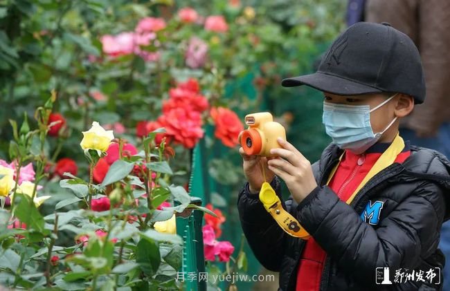 月季花開滿城，***美鄭州五月天（圖冊）(圖9)